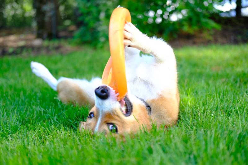 Want to Include Your Dog in Your Adrenaline Adventures? Here’s What You Need To Do